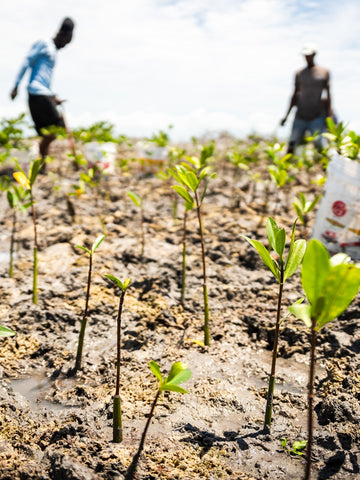 Young mangrove seedlings planted in muddy soil with two blurred people working in the background under a partly cloudy sky