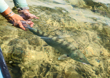 Person releasing a fish into clear water with hands gently holding its tail
