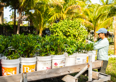 Person tending to young plants in white buckets outdoors with palm trees in the background